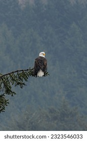 Profile of an eagle perched high on a fir tree overlooking the surroundings