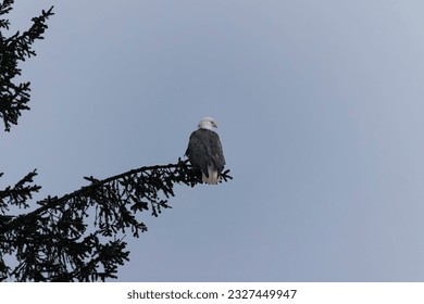 Profile of an eagle perched high on a fir tree overlooking the surroundings
