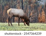 Profile of Elk Wapiti buck is grazing on fresh green grass during rut season in fall in burned after wildfires forest. Jasper national park.