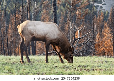 Profile of Elk Wapiti buck is grazing on fresh green grass during rut season in fall in burned after wildfires forest. Jasper national park. - Powered by Shutterstock