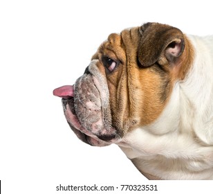 Profile Of A English Bulldog, Dog Sticking The Tongue Out, Isolated On White