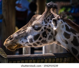 A Profile Of A Funny Sleeping Giraffe