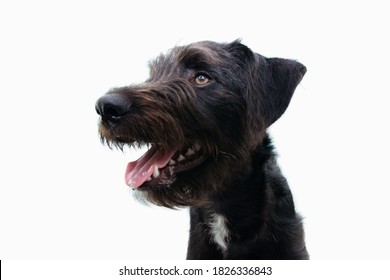 Profile Furry Puppy Dog Showing Its Teeth. Side View Isolated On White Background. Dog Teething Concept