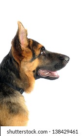 34,870 Dog profile Stock Photos, Images & Photography | Shutterstock