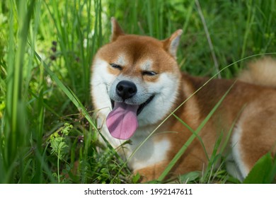 Profile of a ginger Shiba Inu dog with a long tongue sticking out due to the heat. Shiba inu walks in a field with grass and wildflowers and stuck out his tongue from the summer heat