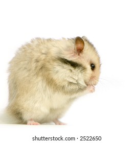 Profile Hamster Standing Front White Background Stock Photo 2522650 ...