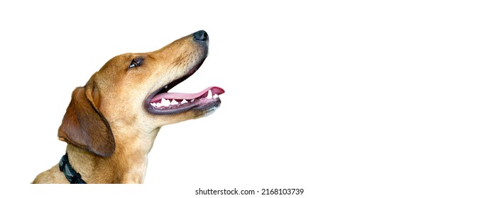 A Profile Of A Happy Excited Dog Is Isolated On A White Background In Banner Image Format