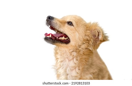 A Profile Of A Happy Excited Dog Is Isolated On A White Background