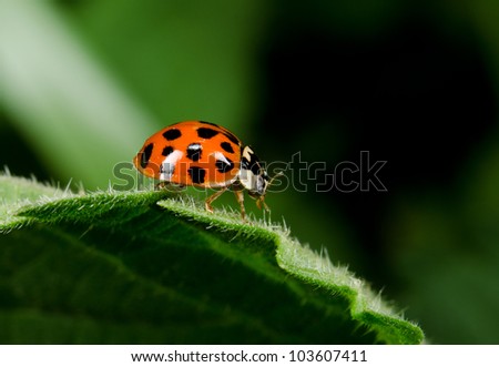 Similar – Image, Stock Photo Asian ladybug sitting on a bunch of snowberries/bunching peas