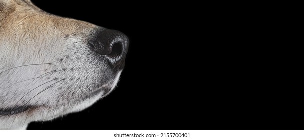 Profile Of A Husky Dog Nose, Studio Shot Isolated, Place For Text