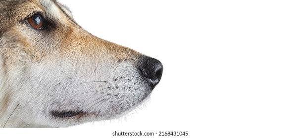 Profile Of A Husky Dog Nose, Studio Shot Isolated, Place For Text