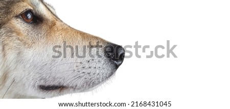 profile of a husky dog nose, studio shot isolated, place for text