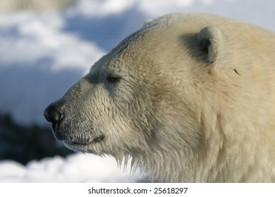 679 Polar Bear Profile Images, Stock Photos & Vectors | Shutterstock