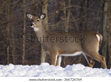 Profile image of an alert, whitetail deer doe, standing in deep snow.  Winter in Wisconsin.