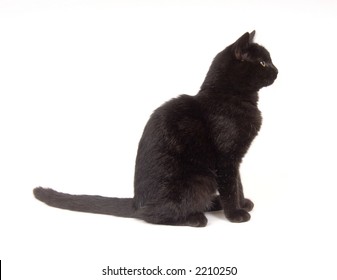 A Profile Image Of A Black Cat Sitting Down And Looking To The Right