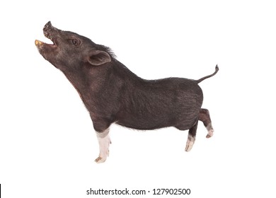 A Profile Image Of A Pig With Her Mouth Open