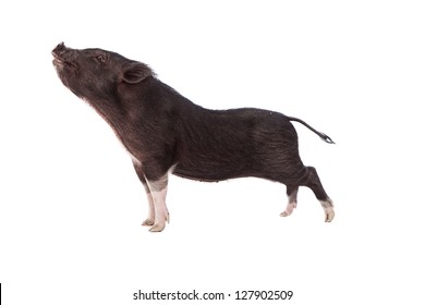 A profile image of a young black pig stretching her nose up in the air