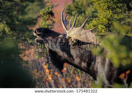 Profile of an impressive male Moose, looking up, in the late afternoon light, Denali National Park, Alaska