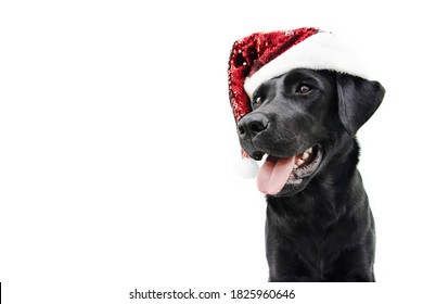 Profile labrador puppy dog celebrating christmas with a red santa claus hat.