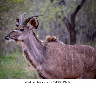 Profile Of Lesser Kudu Antelope