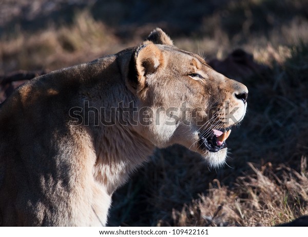 Profile Lioness Mouth Open Showing Fangs Stock Photo Edit Now 109422161