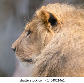 102 Maruyama zoo Images, Stock Photos & Vectors | Shutterstock