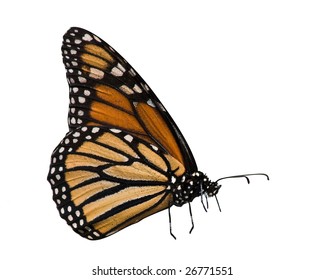 profile of monarch butterfly on white background