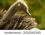 Profile of a North African ostrich or red-necked ostrich (Struthio camelus camelus), also known as the Barbary ostrich, Struthionidae family. Vogelpark Walsrode, Germany.