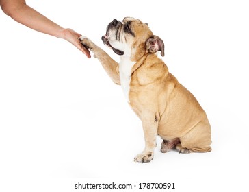Profile of an obedient Bulldog shaking the hand of person