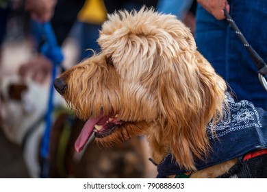 Profile Of Panting Terrier Mix Dog Wearing Blue Bandana