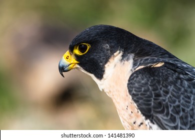 Profile of a Peregrine Falcon
