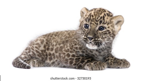 Baby Leopard Images Stock Photos Vectors Shutterstock