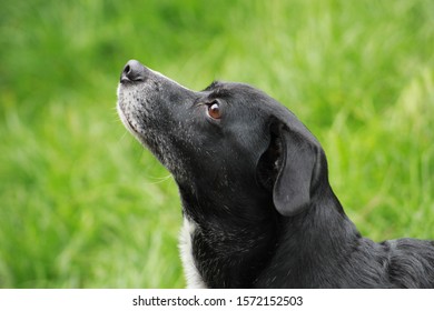 犬 横顔 の画像 写真素材 ベクター画像 Shutterstock