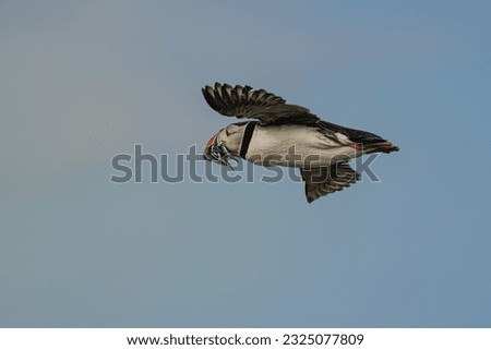 A PROFILE PHOTO OF A LONE PUFFIN FLYING WITH SEVERAL EELS IN ITS MOUTH WITH A LIGHTBLUE SKY ON THE ISLAND OF MAY IN SCOTLAND