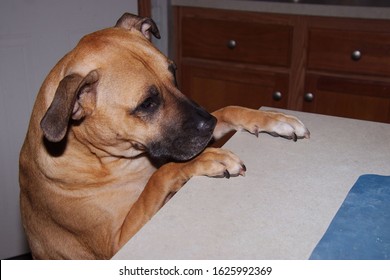 Profile Picture Of A Cute Brown Dog With It's Front Paws On The Kitchen Counter Waiting For Dinner.