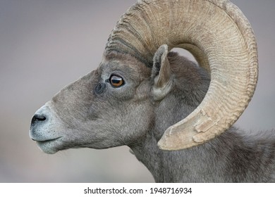 Profile picture of the desert bighorn sheep, Lake Mead, NV