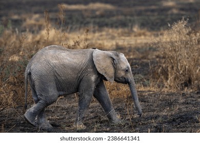 Profile picture of an elephant calf at Maasai Mara