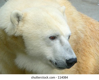 Profile of a polar bear