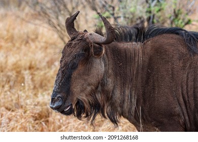 406 Gnu face Images, Stock Photos & Vectors | Shutterstock