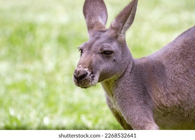 Profile portrait of adult eastern grey kangaroo against green grass with copy space.