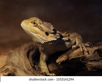 Profile portrait of a bearded dragon in a dark terrarium