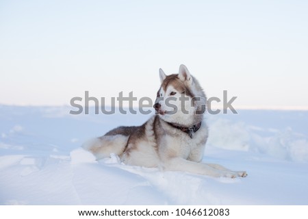 Profile portrait of beautiful dog breed husky is lying on the snow at sunset and looking into the distance. Portrait of Siberian husky topdog is on the ice floe of the frozen Okhotsk sea