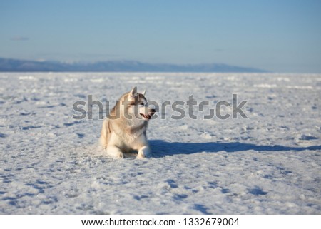 Profile Portrait of beautiful and happy dog breed siberian husky is lying on the snow at sunset and looking to the camera. Husky topdog is on the ice floe of the frozen Okhotsk sea