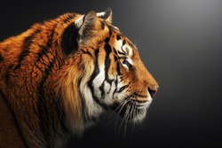 Profile Portrait Of Bengal Tiger, Panthera Tigris Tigris, Isolated On Gray-black Background