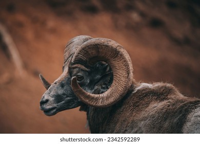The profile portrait of a bighorn sheep before the brown shaded background