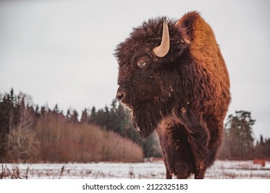 a profile portrait of a bison against the sky and forest background