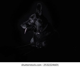 A Profile Portrait of a Black Dog - Powered by Shutterstock