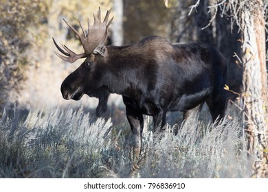 182 Bull moose profile Images, Stock Photos & Vectors | Shutterstock