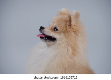 Profile Portrait Of A Charming Dwarf Pomeranian Red Haired Spitz Against A Gray Wall In The Studio. Close Up Of Smiling Dog Muzzle With Protruding Tongue, Side View.