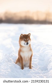 Profile Portrait of cute and beautiful shiba inu female puppy sitting in the forest in winter at sunset. Adorable young Japanese shiba inu female dog in the snow